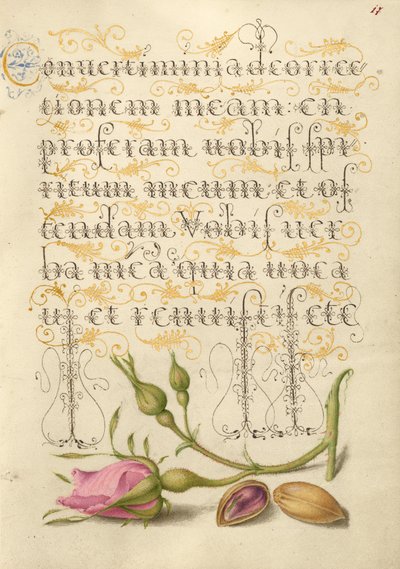 Rosa francese e pistacchio da Joris Hoefnagel
