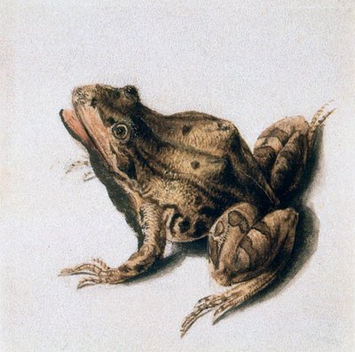 Rana verde da Joris Hoefnagel