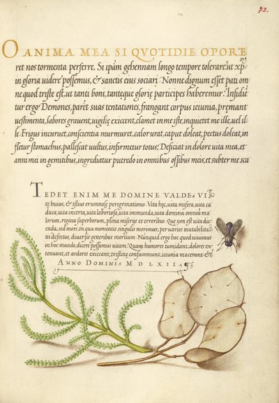 Mosca domestica, cotone della lavanda e pianta del denaro da Joris Hoefnagel