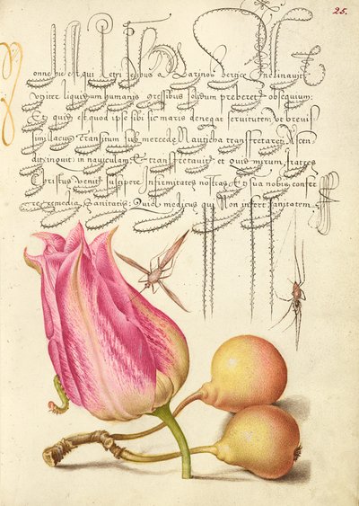Insetto immaginario, tulipano, ragno e pera comune da Joris Hoefnagel