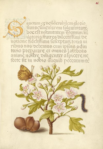 Insetto, biancospino inglese, bruco e filiberto europeo da Joris Hoefnagel