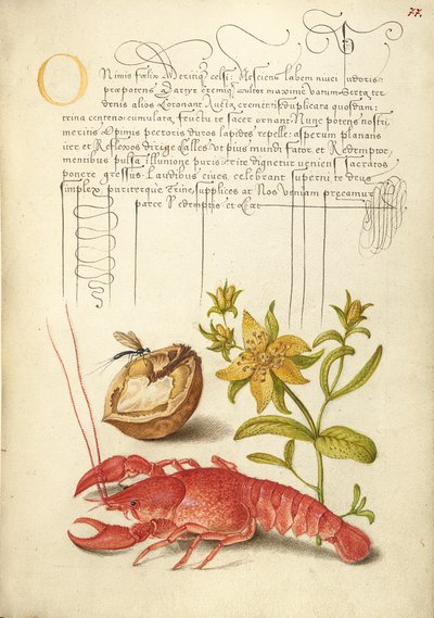 Insetto, noce inglese, erba di San Giovanni e gamberi di fiume da Joris Hoefnagel