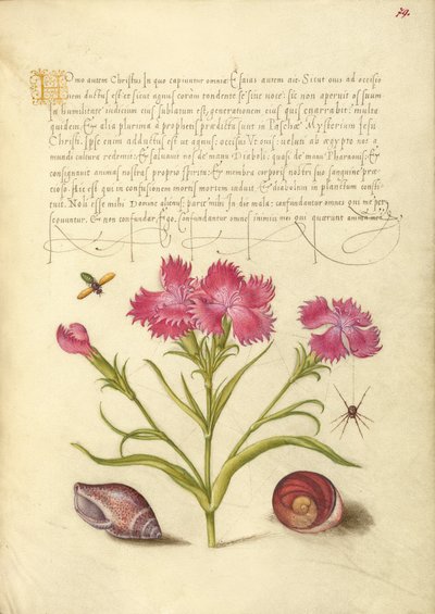 Insetto, Guglielmo, Ragno, Mollusco marino e Occhio di Santa Lucia da Joris Hoefnagel