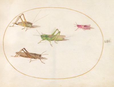 Insetti da Joris Hoefnagel