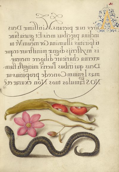 Fagiolo renale, anemone papavero e vipera da Joris Hoefnagel
