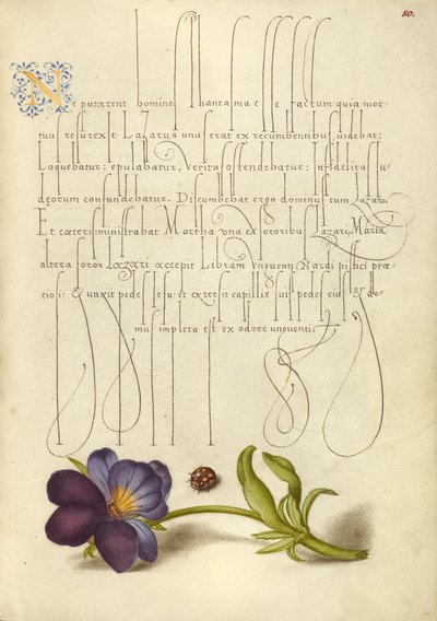 Coccinella e viola del pensiero da Joris Hoefnagel
