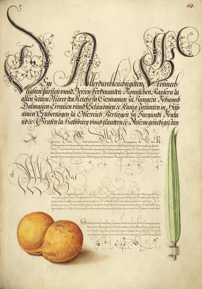 Mayfly, albicocca e canna da zucchero da Joris Hoefnagel