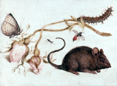 Topo, fiore e insetto da Joris Hoefnagel