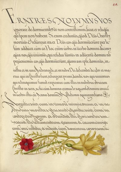 Occhio di fagiano e ranuncolo da Joris Hoefnagel