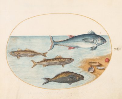 Tavola 11: Quattro pesci e conchiglie da Joris Hoefnagel