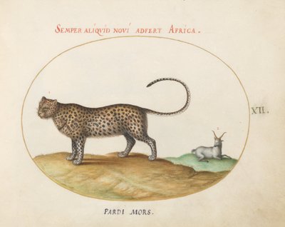Tavola 12: Un ghepardo(?) e una pecora selvatica da Joris Hoefnagel