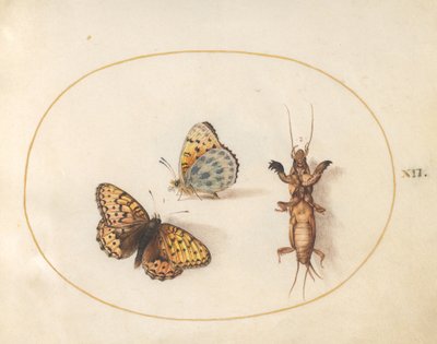 Tavola 12: Due Vedute di una Farfalla (Argynnis Paphia?) e un Grillo Talpa da Joris Hoefnagel