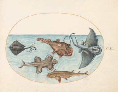 Tavola 13: Due razze, un pesce pescatore, un pesce monaco(?) e uno squalo angelo da Joris Hoefnagel