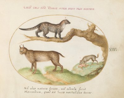 Piatto 14: Una zibetto, una lince e una iena da Joris Hoefnagel