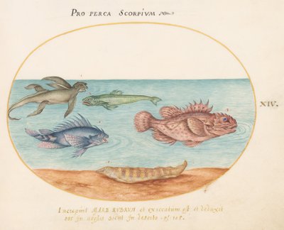 Tavola 14: Una "scimmia di mare", due pesci scorpione e altri due pesci da Joris Hoefnagel