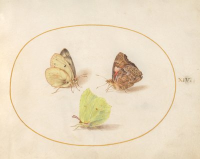 Tavola 14: Farfalla Brimstone Comune, Ammiraglio Rosso e Farfalla Gialla Nuvolosa da Joris Hoefnagel