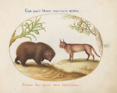 Tavola 15: Un orso e una lince(?) da Joris Hoefnagel