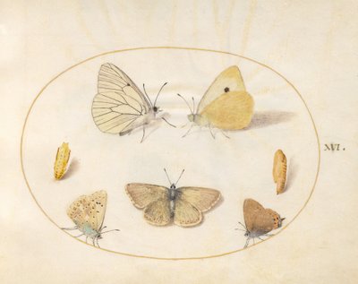 Tavola 16: pieride del biancospino, colia comune, tecla della betulla (?), argus del geranio (?) e icense comune con due crisalidi da Joris Hoefnagel