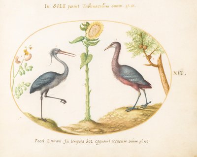 Tavola 16: Due Aironi(?) con un Girasole da Joris Hoefnagel