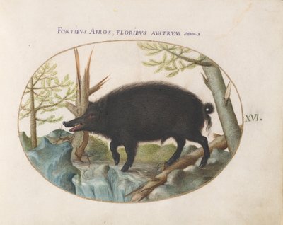 Tavola 16: Cinghiale da Joris Hoefnagel