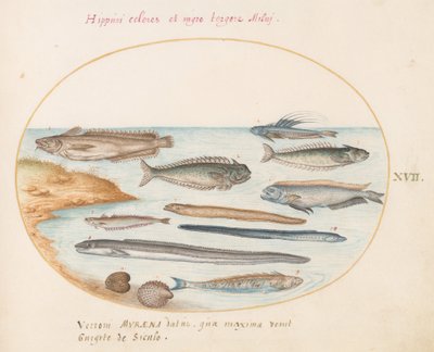 Tavola 17: Un Merluzzo, un Pesce Ragno, Anguille e Altri Pesci da Joris Hoefnagel