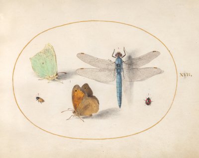 Farfalle Brimstone e Meadow Brown(?), una libellula e due piccoli insetti da Joris Hoefnagel