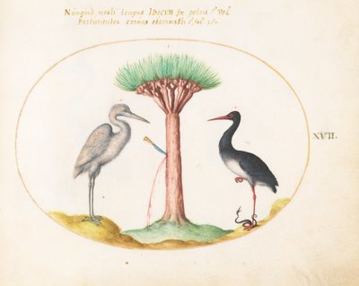 Tavola 17: Airone bianco(?) e cicogna nera che uccidono un serpente con un albero del sangue di drago da Joris Hoefnagel