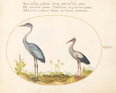 Tavola 18: Airone e cicogna da Joris Hoefnagel