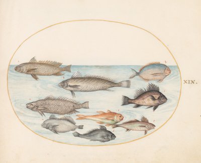 Tavola 19: Un pesce damigella e altri pesci, inclusi due "Coracinis" da Joris Hoefnagel