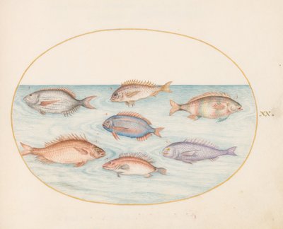Tavola 20: Orata, Dentice, Sargo e altri pesci da Joris Hoefnagel