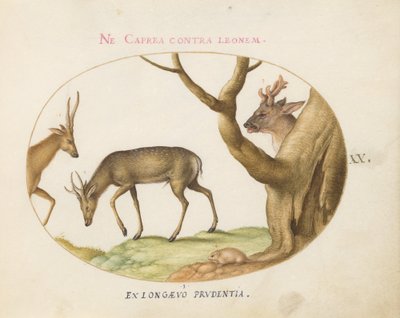 Piatto 20: Tre tipi di cervi con un ghiro(?) da Joris Hoefnagel