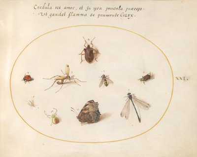 Tavola 21: Una farfalla con una libellula, una coccinella e altri cinque insetti da Joris Hoefnagel