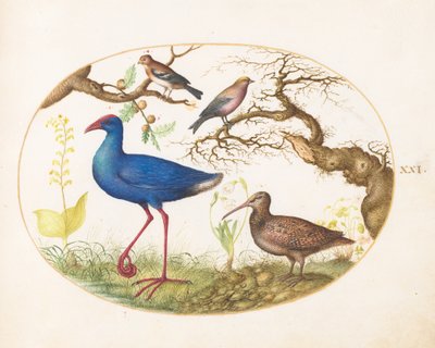  da Joris Hoefnagel