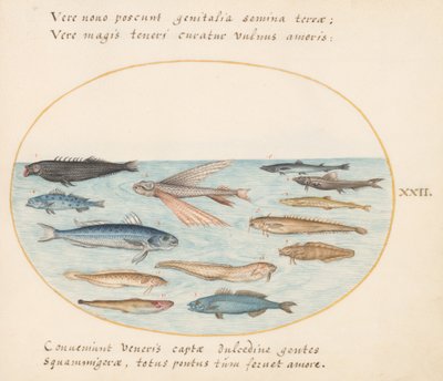 Tavola 22: Triglia, pesce volante, anguille e altri pesci da Joris Hoefnagel