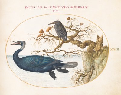 Cormorano di Brandt con un Giovane Airone Notturno Incoronato da Joris Hoefnagel