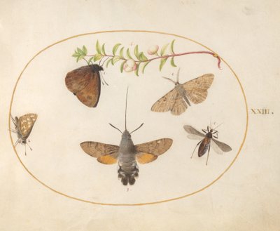 Tavola 23: Sfinge del Galio, Farfalle e Altri Insetti intorno a un Ramo di Symphoricarpos da Joris Hoefnagel