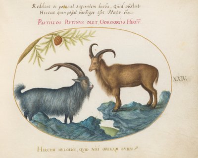 Tavola 24: Un caprone selvatico e una pecora berbera(?) da Joris Hoefnagel