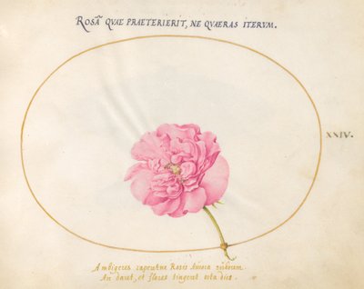 Tavola 24: Rosa rosa da Joris Hoefnagel