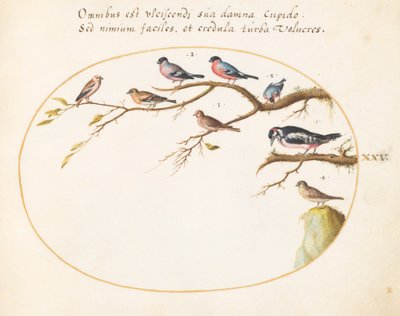 Tavola 25: Picchio rosso maggiore, ciuffolotti, passeri e altri uccelli da Joris Hoefnagel