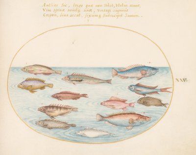 Tavola 25: Labridi arcobaleno mediterranei, altri labridi, un pesce persico coda di rondine (?), diversi "Anthiae" e altri pesci da Joris Hoefnagel