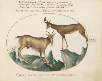 Tavola 25: Due capre selvatiche da Joris Hoefnagel