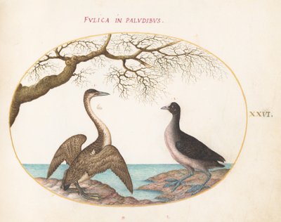 Tavola 26: Cormorano e folaga da Joris Hoefnagel