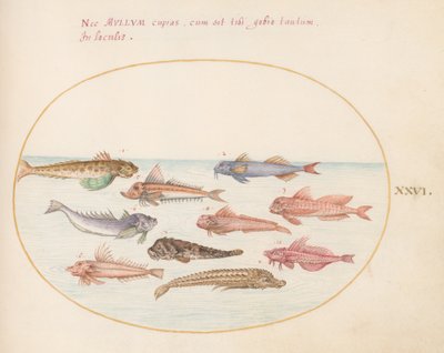 Piatto 26: Gurnard, Dragonetti e altri pesci da Joris Hoefnagel