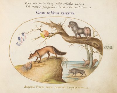 Piatto 27: Una volpe crociata, una iena/babbuino, un "lupo di mare" e un gulon (ghiottone?) da Joris Hoefnagel