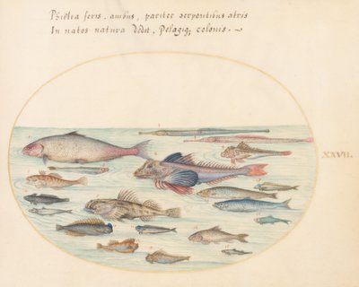Tavola 27: Blennidi, pesci scorpione e altri pesci da Joris Hoefnagel