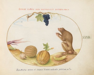 Piatto 28: Una "Tartarina" (Macaco di Barberia?) con Frutta e una Lumaca da Joris Hoefnagel