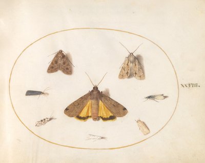 Tavola 28: Otto Falene da Joris Hoefnagel