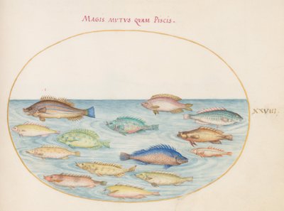 Tavola 28: Orata(?) e altri pesci da Joris Hoefnagel