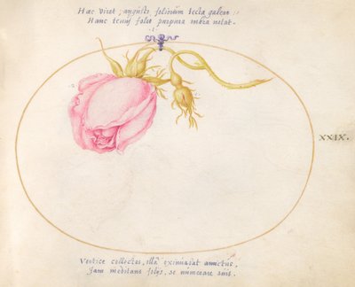 Tavola 29: Rosa rosa e bocciolo di rosa da Joris Hoefnagel