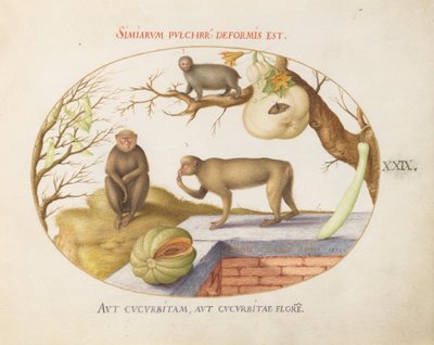 Piatto 29: Due scimmie, un "Arctopithecus" (Bradipo?) e frutta da Joris Hoefnagel